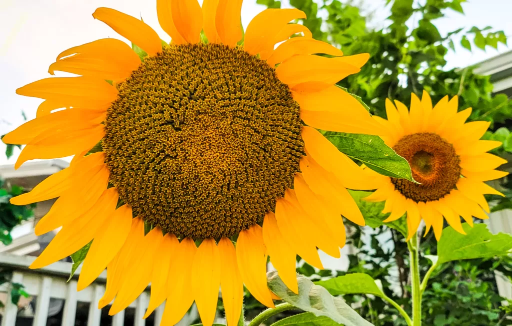 Sunflowers in the garden ready to pick