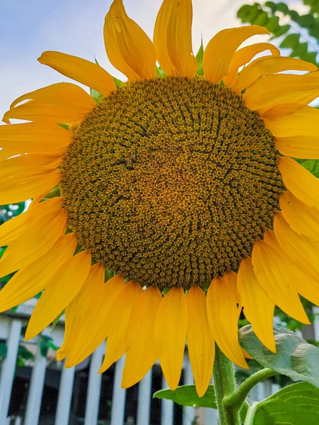 sunflower full of seeds