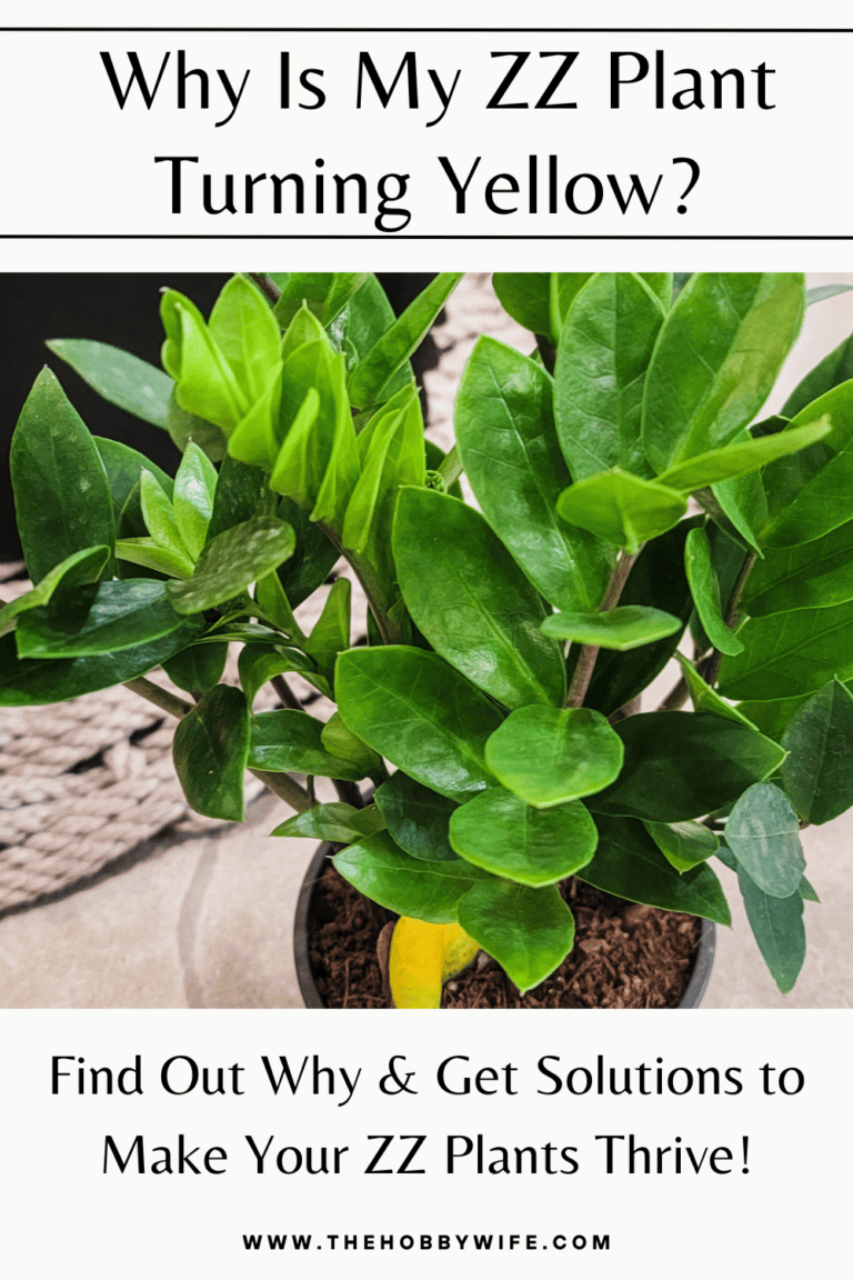 Why is My ZZ Plant Turning Yellow? 21 Solutions to Fix The Hobby Wife
