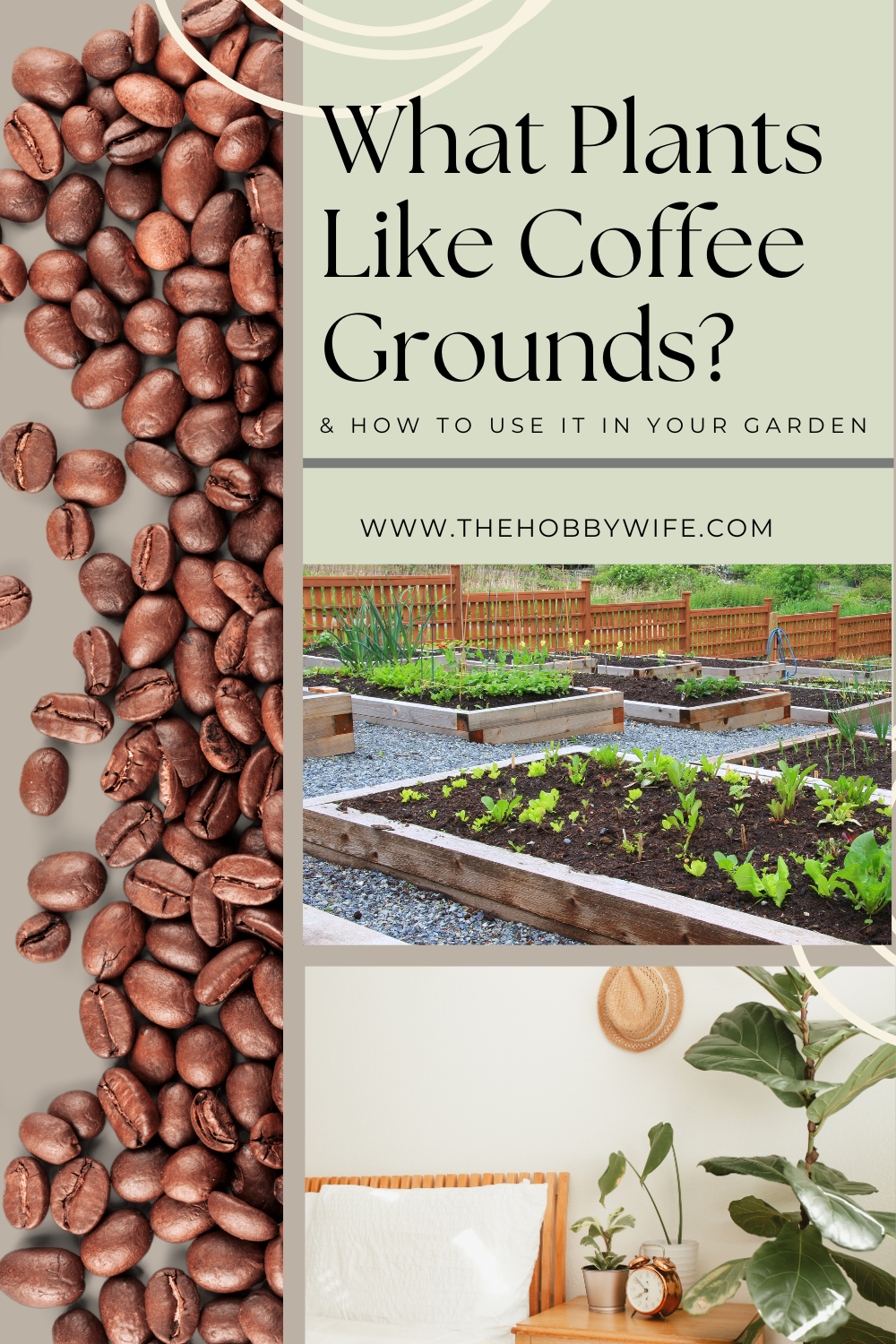 what plants like coffee grounds infographic with coffee beans and garden