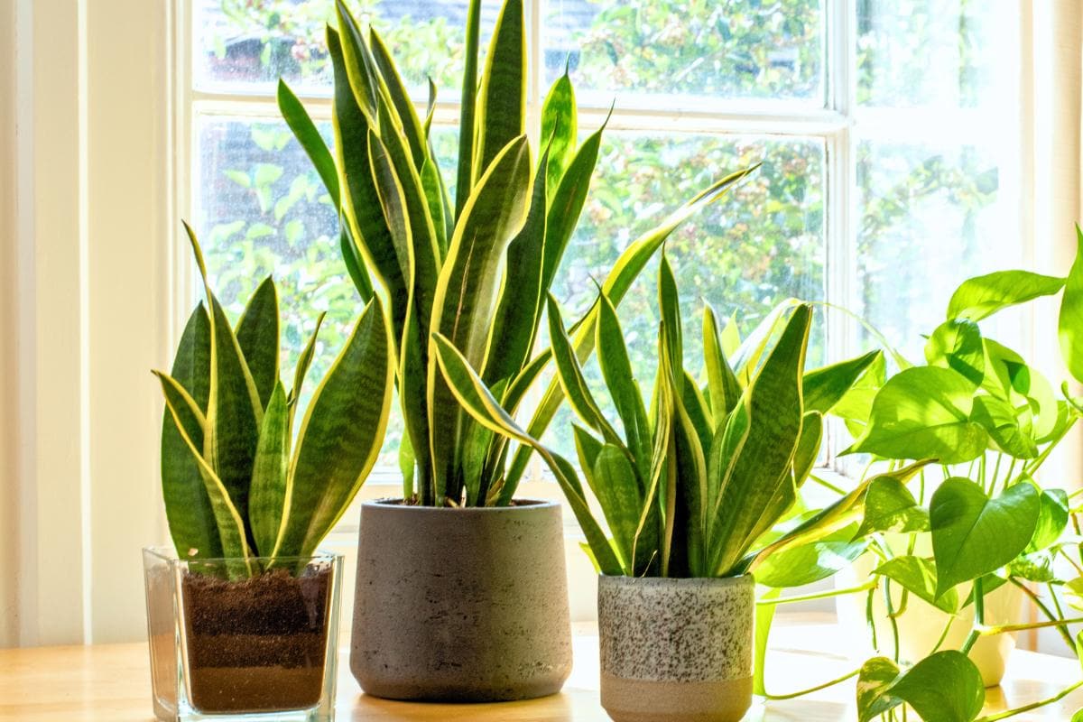 how to propagate snake plant