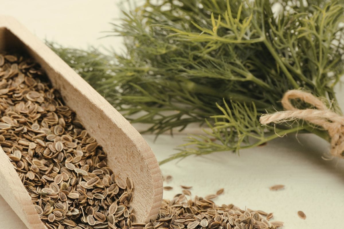 health benefits of dill